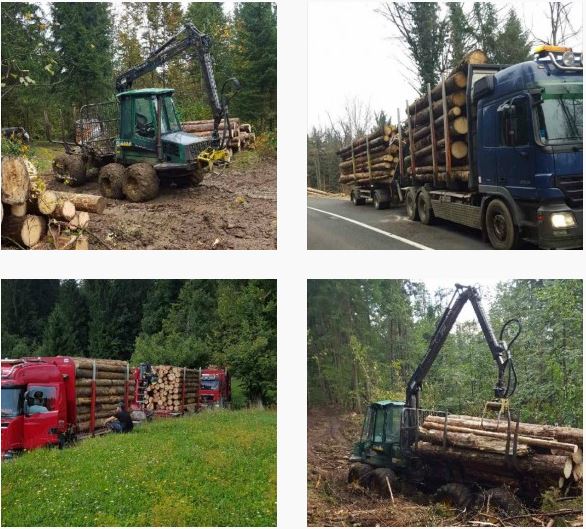 secnja in odkup lesa